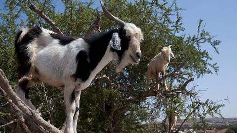 How Do Goats Climb