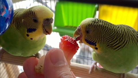 What Fruits Can Parakeets Eat
