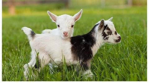 what are baby goats called