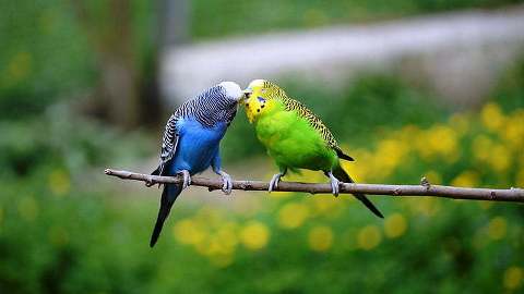 Are Parakeets Smart
