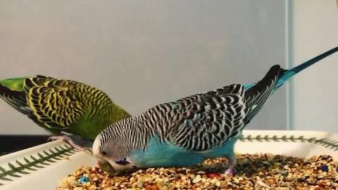 What Do Parakeets Like To Eat
