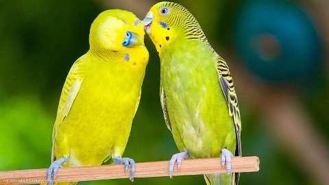 How To Trim A Parakeets Beak
