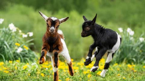 what are baby goats called