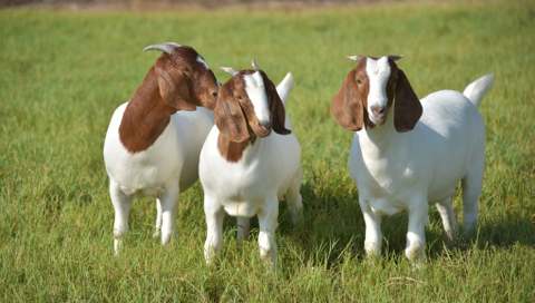 Are Goats High Maintenance