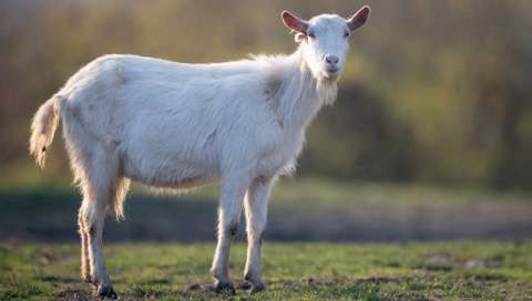 How Tall Is A Goat