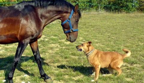 How Smart Are Horses Compared To Dogs
