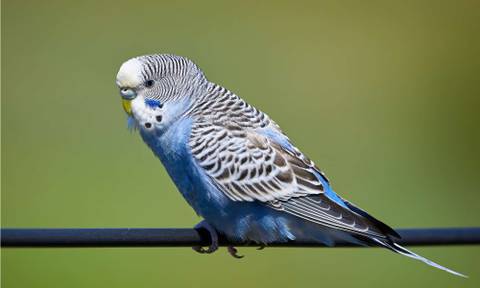 How Long Can Parakeets Go Without Water