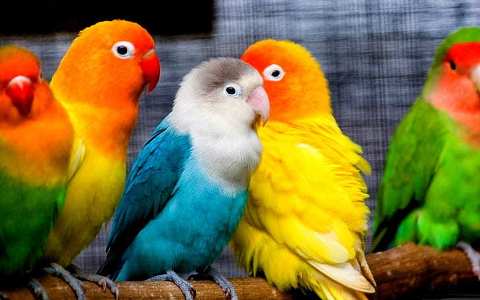 Are Parakeets Smart
