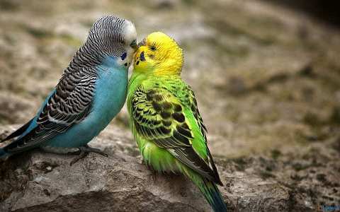 Are Parakeets Easy To Take Care Of
