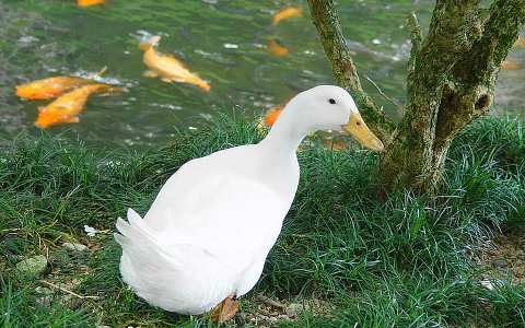 Can White Ducks Fly

