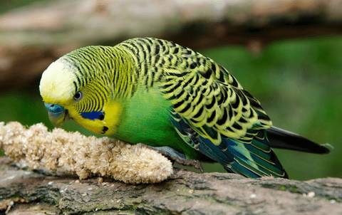 What Do Parakeets Like To Eat
