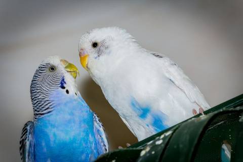 How Long Can Parakeets Go Without Food
