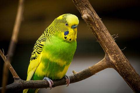 How Much Does A Parakeet Weigh