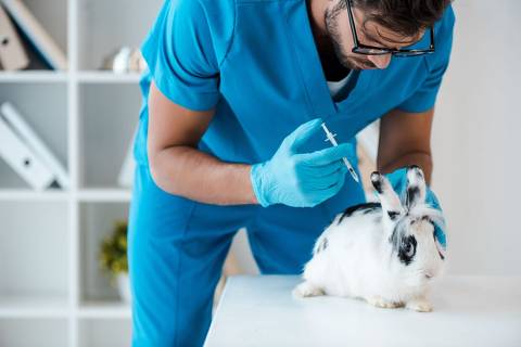 Do Rabbits Need Vaccines
