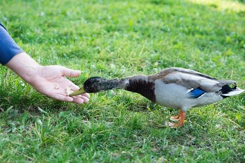 Can Ducks Eat Nuts
