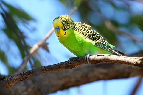 How Much Does A Parakeet Weigh