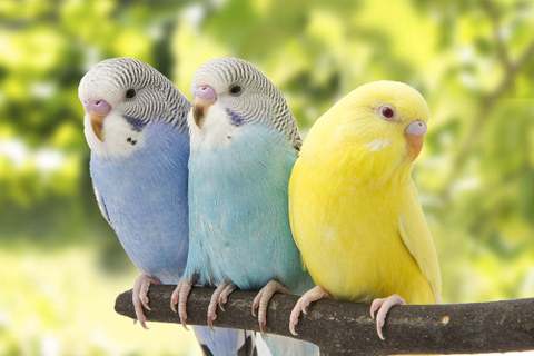 How Long Does A Blue Parakeet Live

