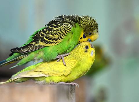 Are Parakeets Easy To Take Care Of
