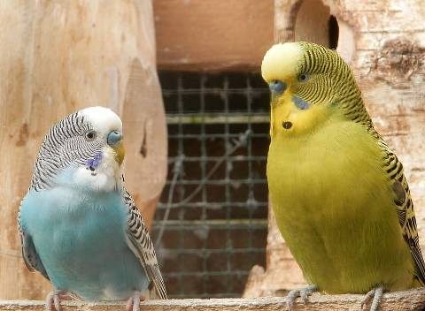 Can Parakeet Talk
