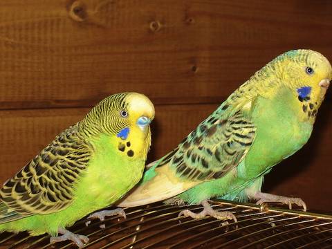 Are Parakeets Friendly
