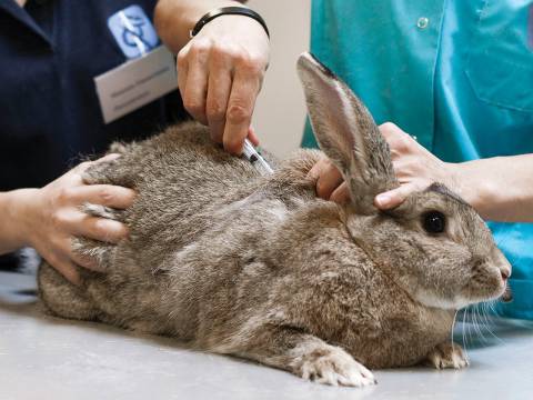 Do Rabbits Need Vaccines
