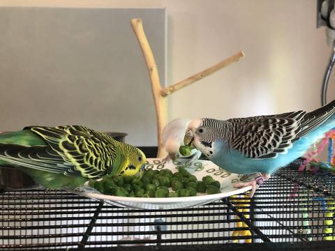 How To Make A Parakeet Nest
