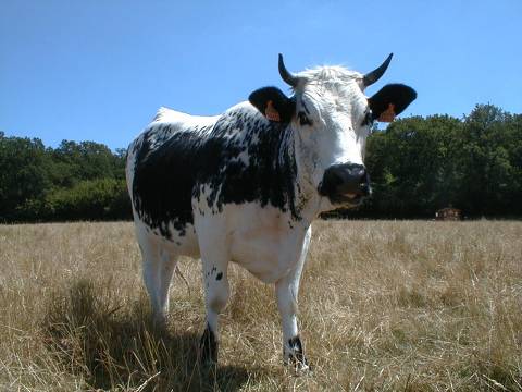 What Is A Male Cow Called