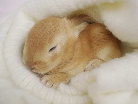 How Do Rabbits Sleep
