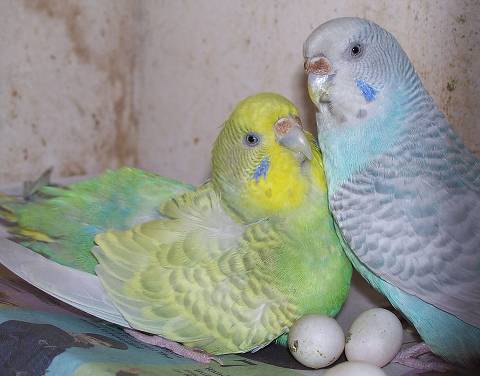 Do Parakeets Lay Eggs
