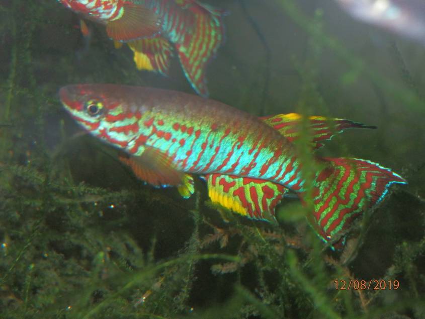 Aph. elberti N'Tui 30 eggs