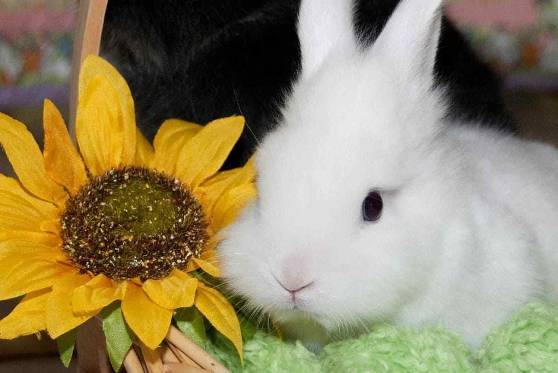 Can Rabbits Eat Sunflower Seeds
