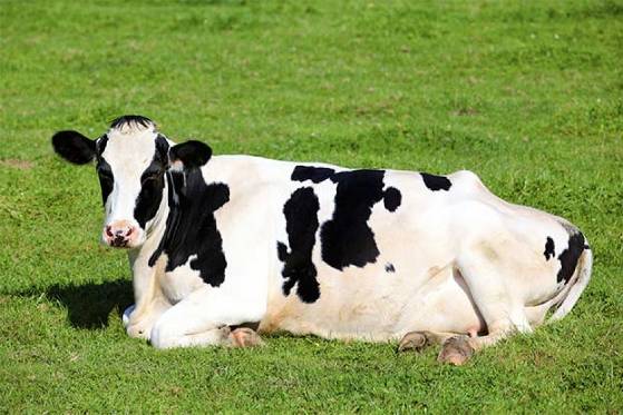 How Long Do Cows Sleep
