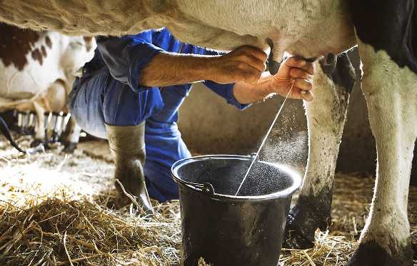 Do All Cows Produce Milk
