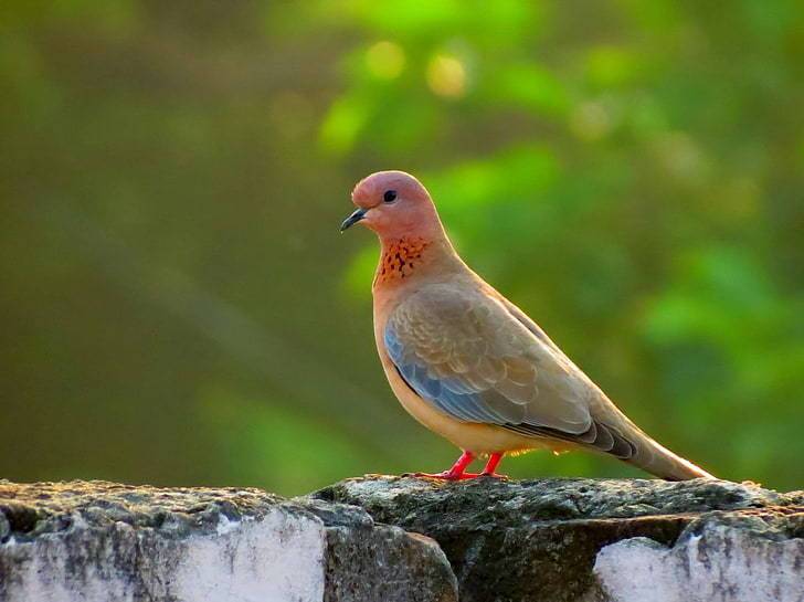 Are Mourning Dove Extinct
