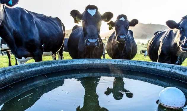 How Much Water Does A Cow Drink
