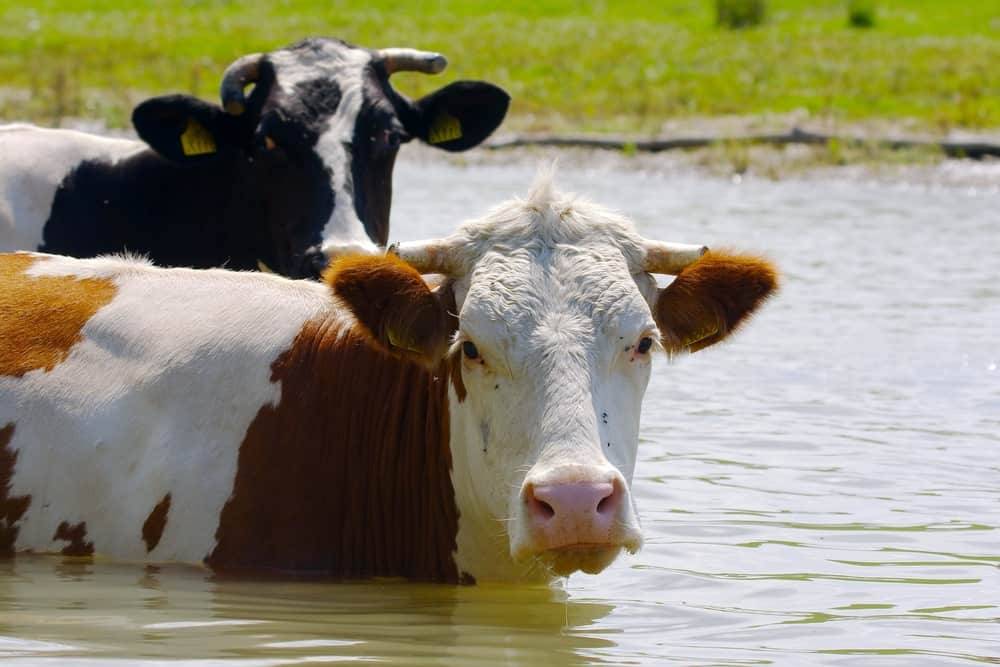 Can Cows Swim