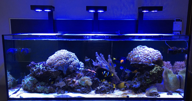 pompe de brassage • Aquarium récifal / aquarium marin / aquarium