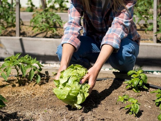 Vegetable Planting Timing: Vegetable Planting for a Lush Garden thumbnail