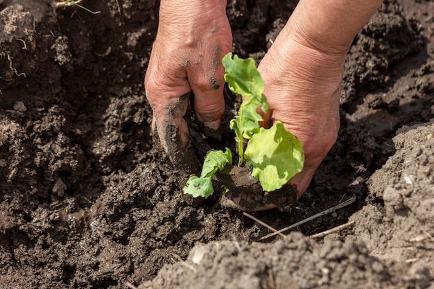 The Best Time to Plant Vegetables: Vegetable Planting for a Bountiful Harvest thumbnail