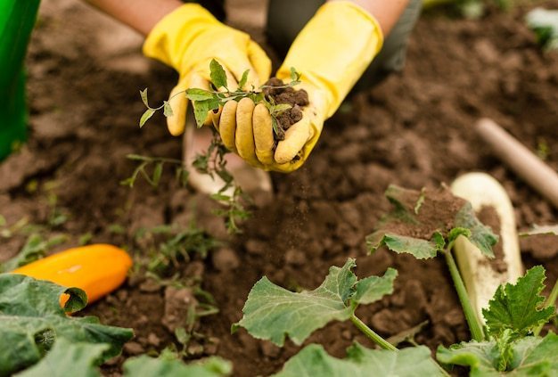 When is the Right Time to Plant Vegetables?: Vegetable Company Planting Guide thumbnail