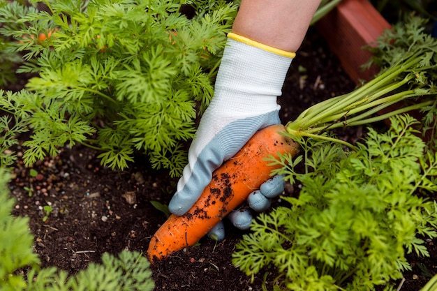  Timing for Planting Vegetables: Vegetable Planting for a Profitable Harvest  thumbnail