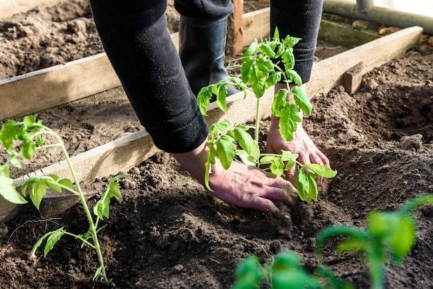 When to Start Planting Vegetables: Vegetable Gardening for Maximum Yields thumbnail