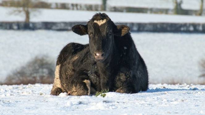 Do Cows Get Cold In The Winter
