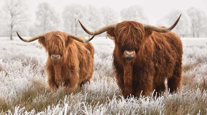 Are Highland Cows Friendly
