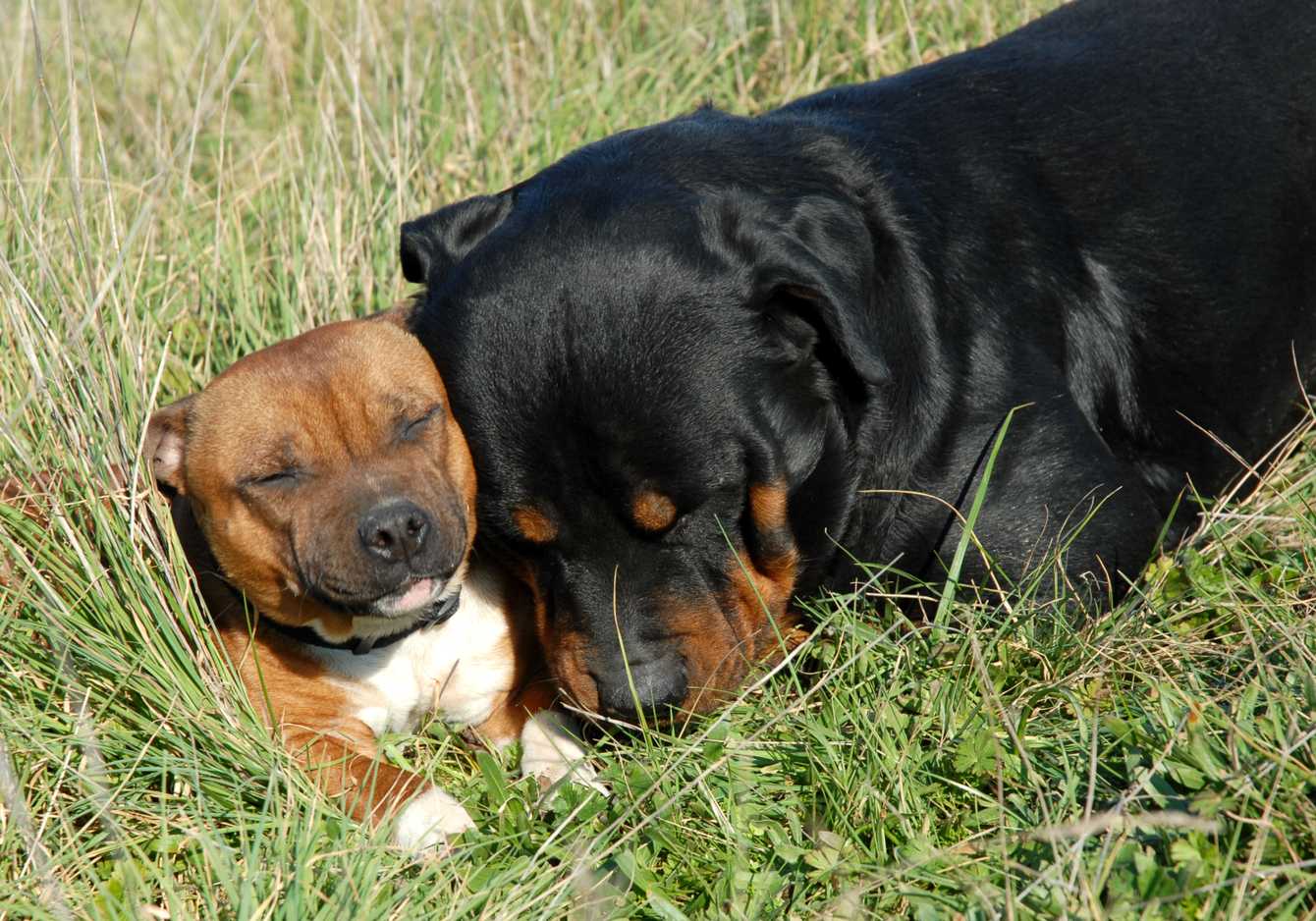Are Rottweilers Bully Breeds