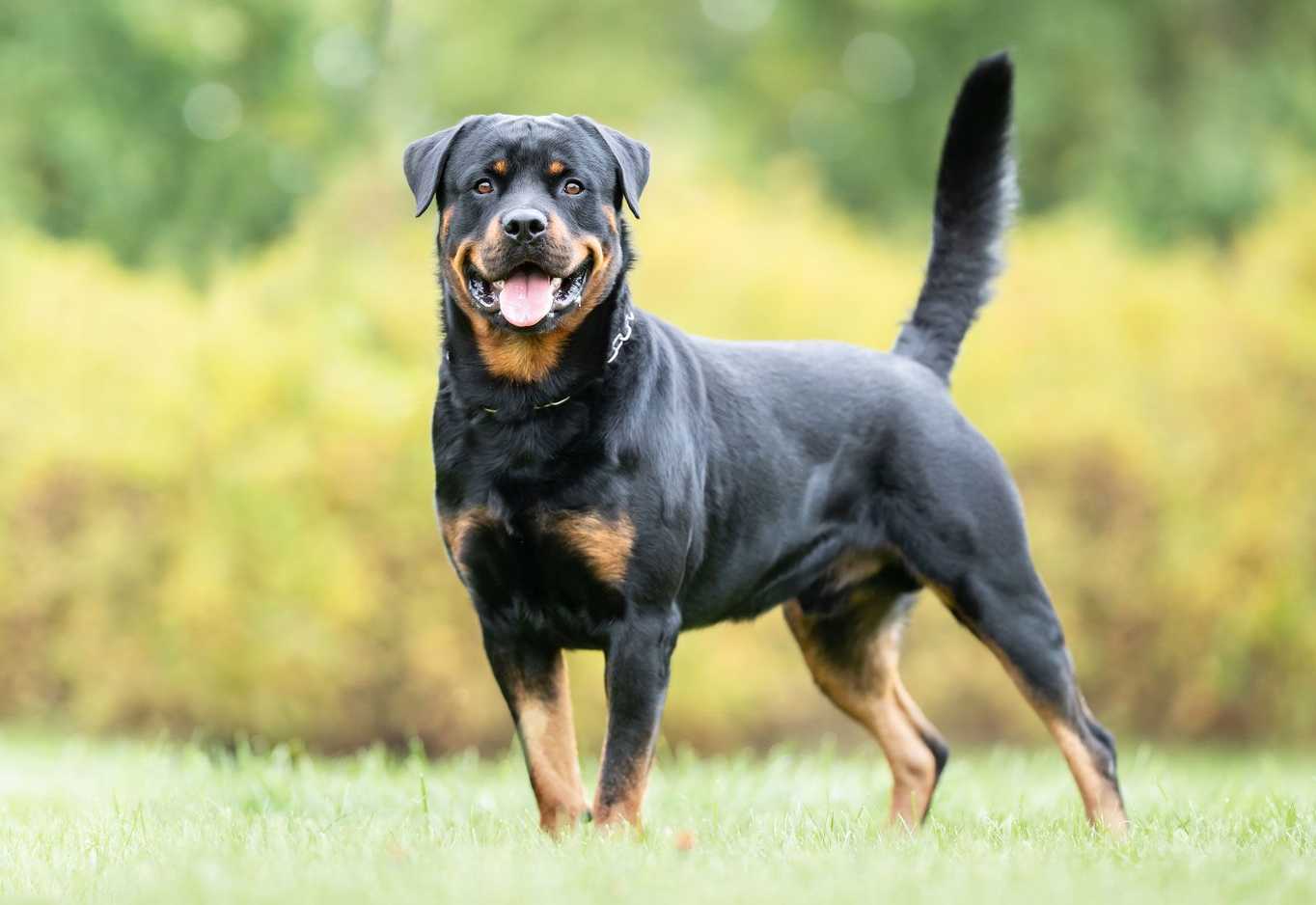  Are Rottweilers Cold Weather Dogs 