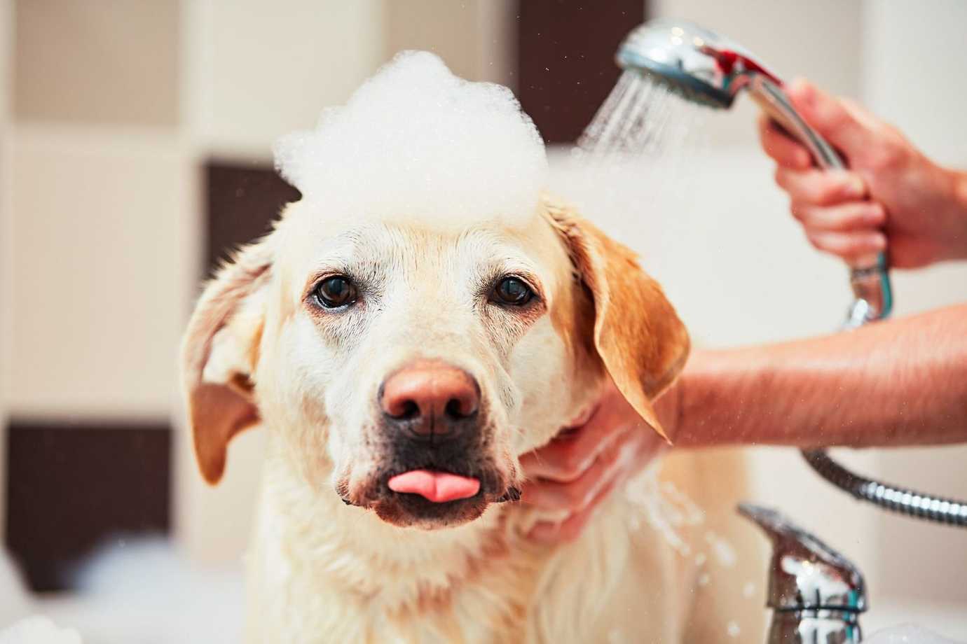 Dog Safe Bubble Bath