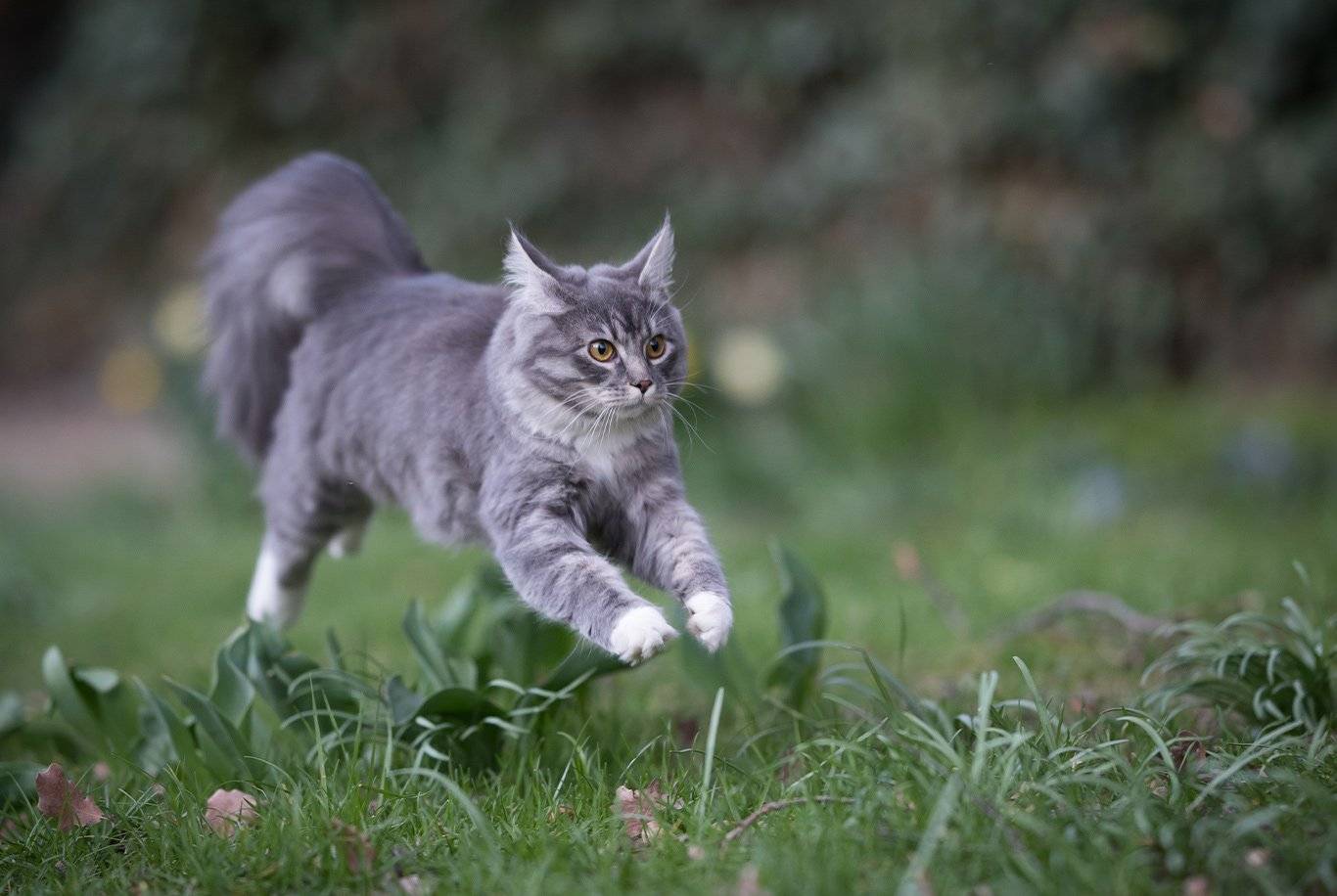 How Fast Do Maine Coons Grow