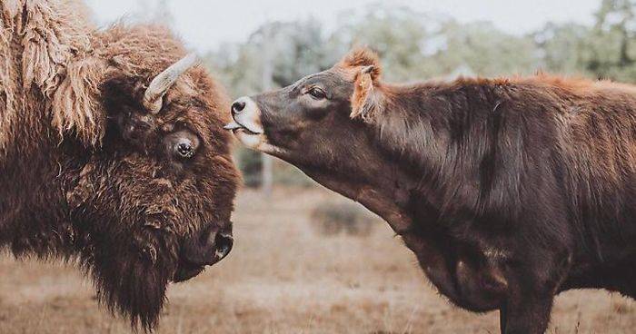 Are Bison Related To Cows