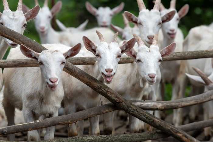 What Are Goats Good For On A Farm